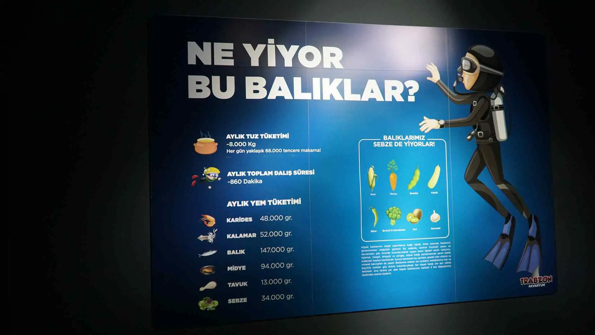 Akvaryum (84)